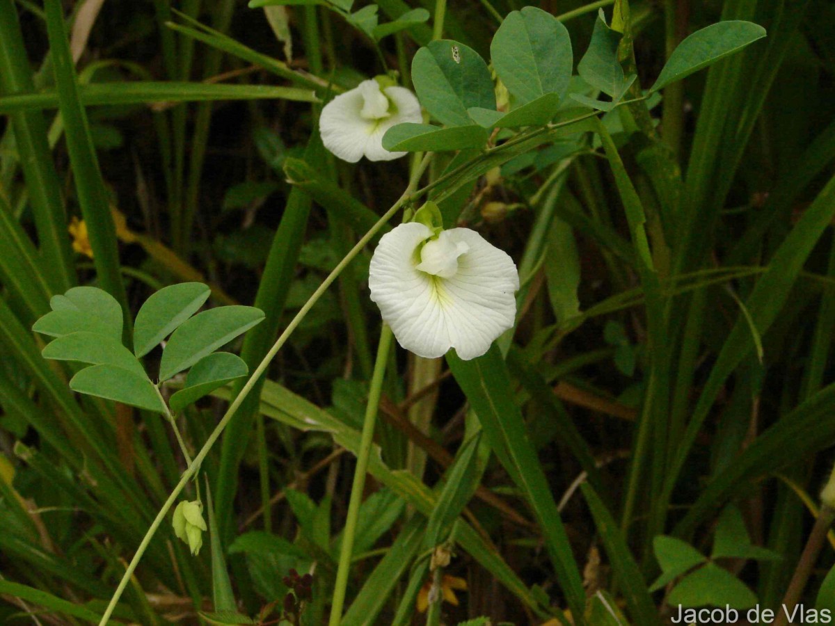 Clitoria ternatea L.